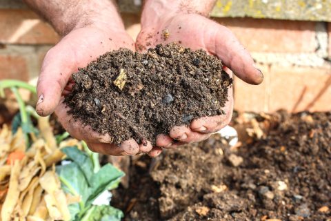 Celebrating Compost image