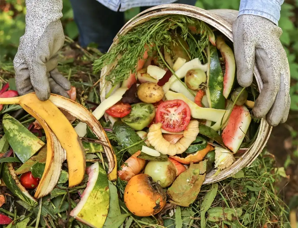 Compost scraps being emptied into a large pile of compost