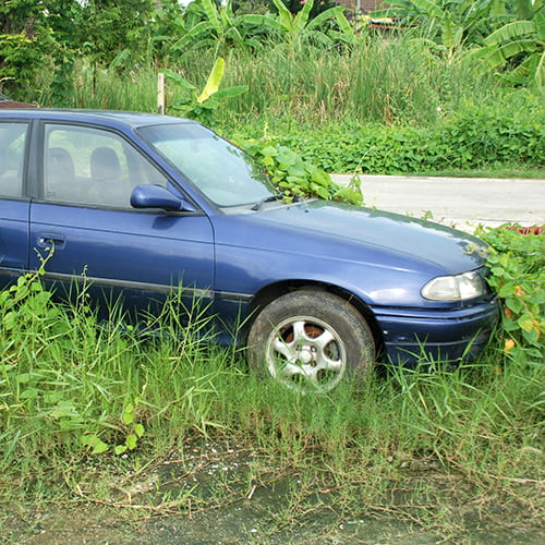 old car with plants growing on it